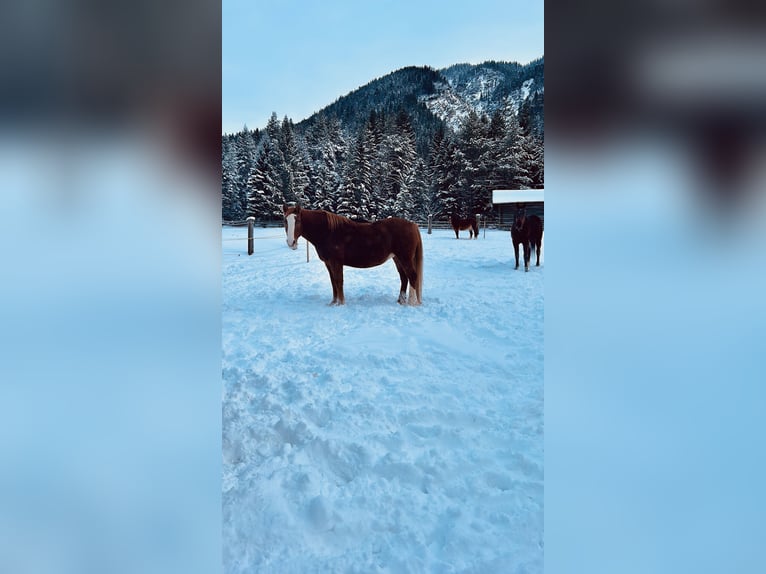 Tennessee Walking Horse Mix Stute 19 Jahre 151 cm Fuchs in Mittenwald