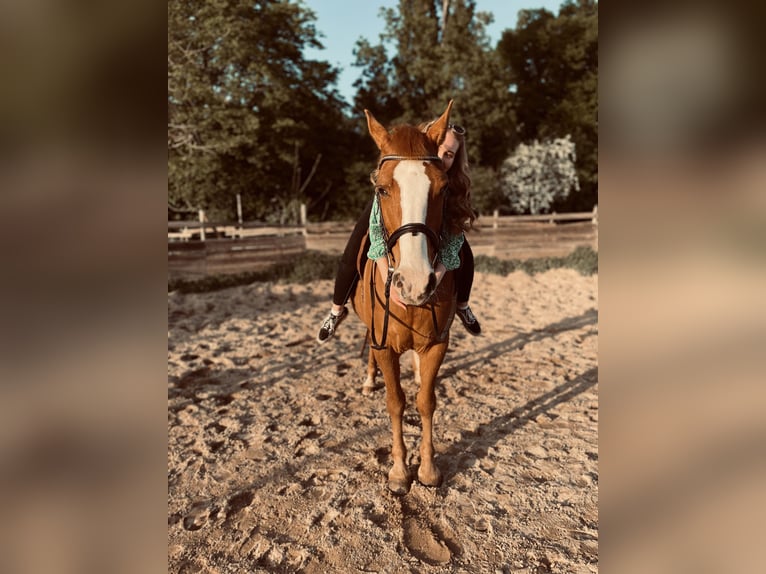 Tennessee Walking Horse Mix Stute 19 Jahre 151 cm Fuchs in Mittenwald