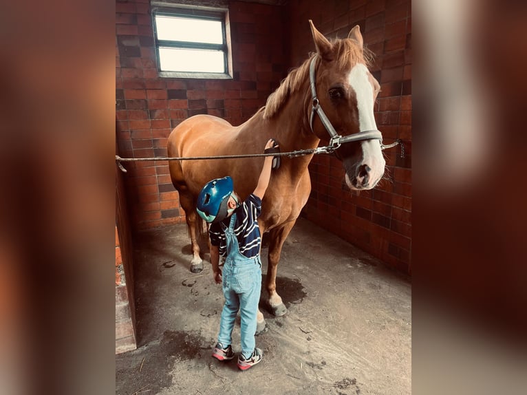Tennessee Walking Horse Mix Stute 19 Jahre 151 cm Fuchs in Mittenwald