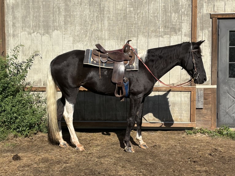 Tennessee Walking Horse Stute 19 Jahre 163 cm Schecke in Ferryville