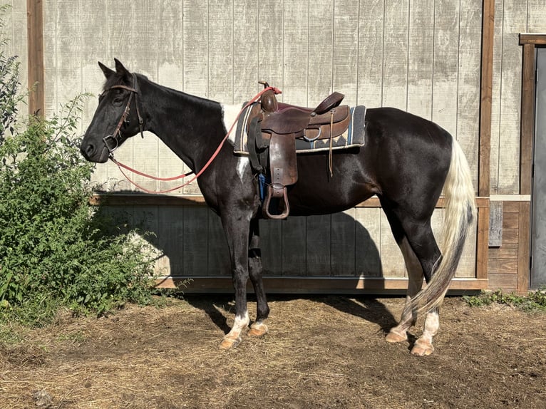 Tennessee Walking Horse Stute 19 Jahre 163 cm Schecke in Ferryville