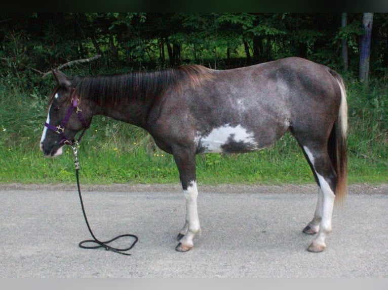 Tennessee Walking Horse Stute 2 Jahre 140 cm Sabino in Smethport