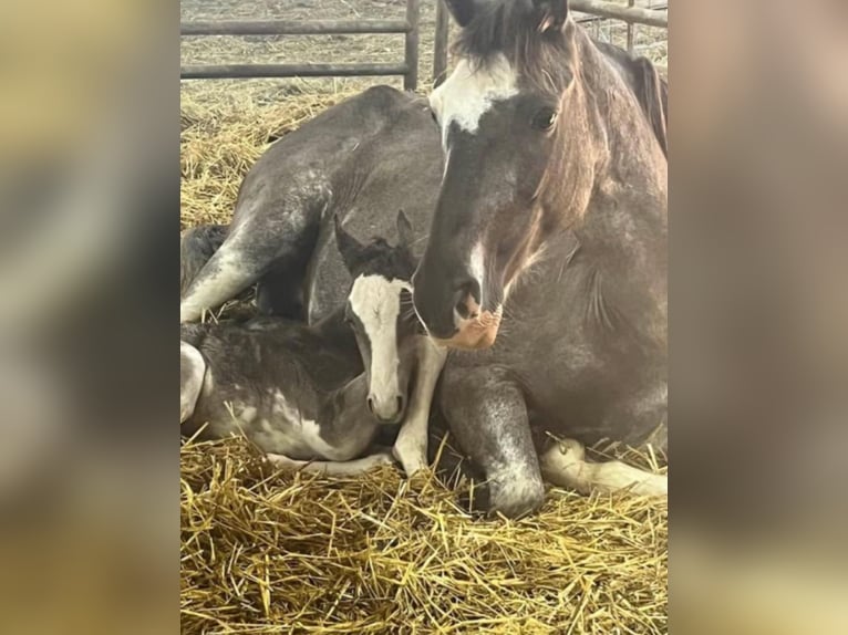 Tennessee Walking Horse Stute 2 Jahre 140 cm Sabino in Smethport