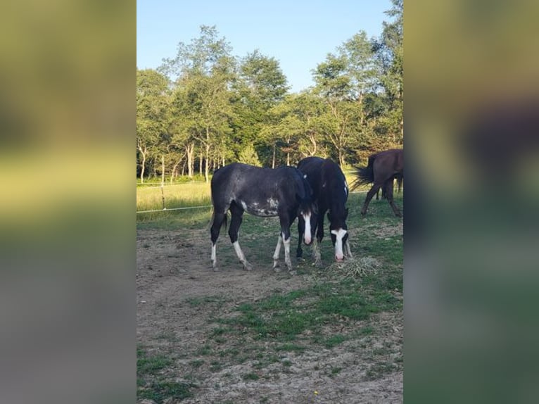 Tennessee Walking Horse Stute 2 Jahre 140 cm Sabino in Smethport