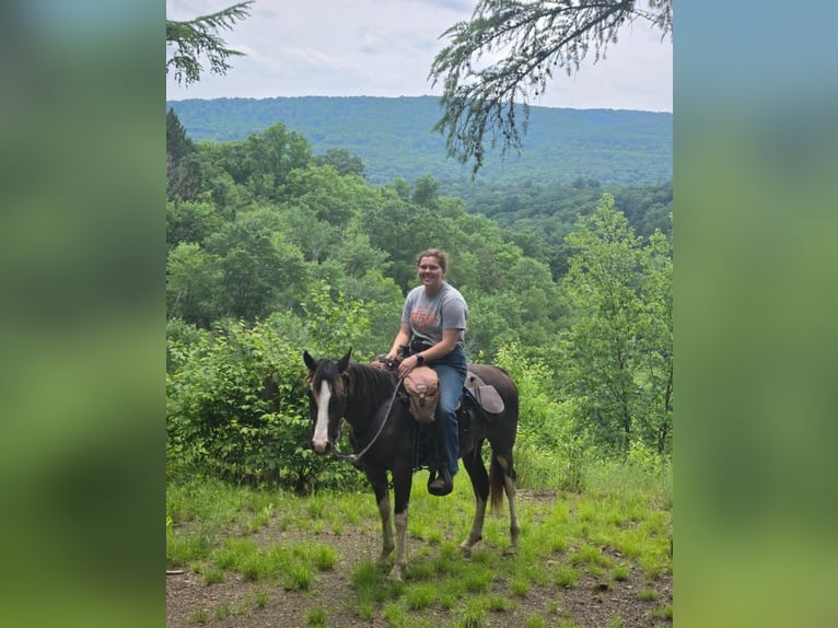 Tennessee Walking Horse Stute 2 Jahre 140 cm Sabino in Smethport