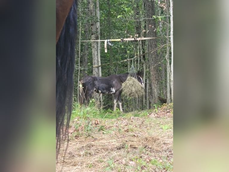 Tennessee Walking Horse Stute 2 Jahre 140 cm Sabino in Smethport