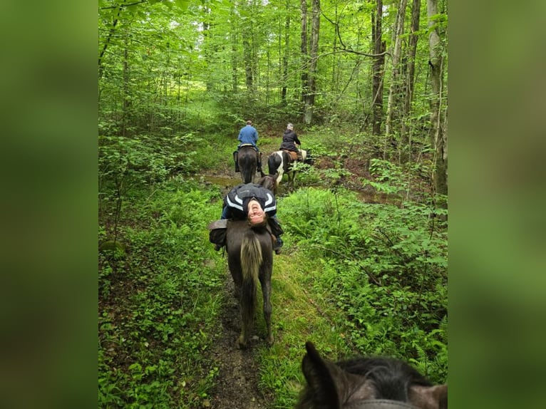 Tennessee Walking Horse Stute 2 Jahre 140 cm Sabino in Smethport