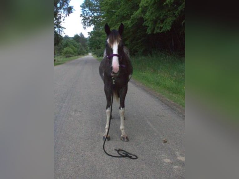 Tennessee Walking Horse Stute 2 Jahre 140 cm Sabino in Smethport