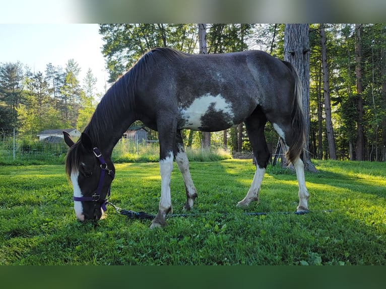 Tennessee Walking Horse Stute 2 Jahre 140 cm Sabino in Smethport