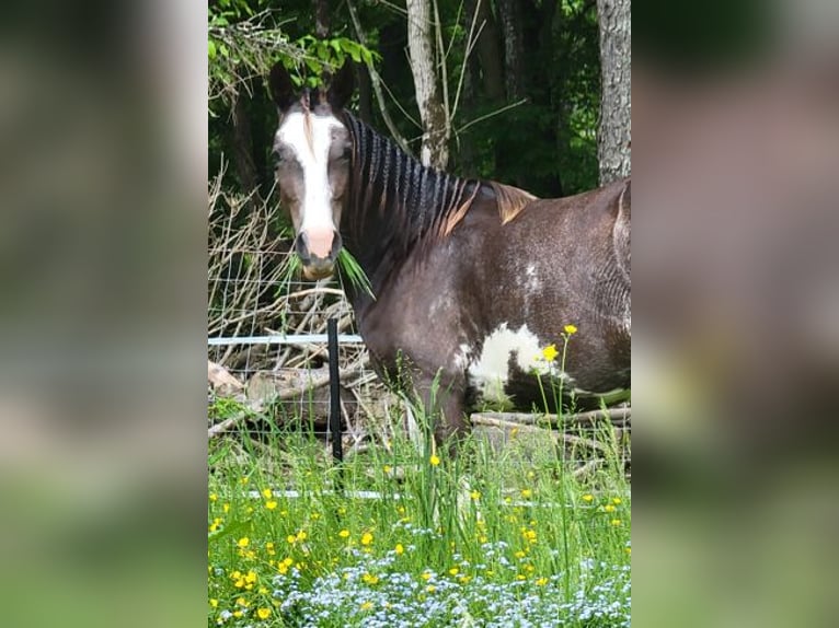 Tennessee Walking Horse Stute 2 Jahre 140 cm Sabino in Smethport