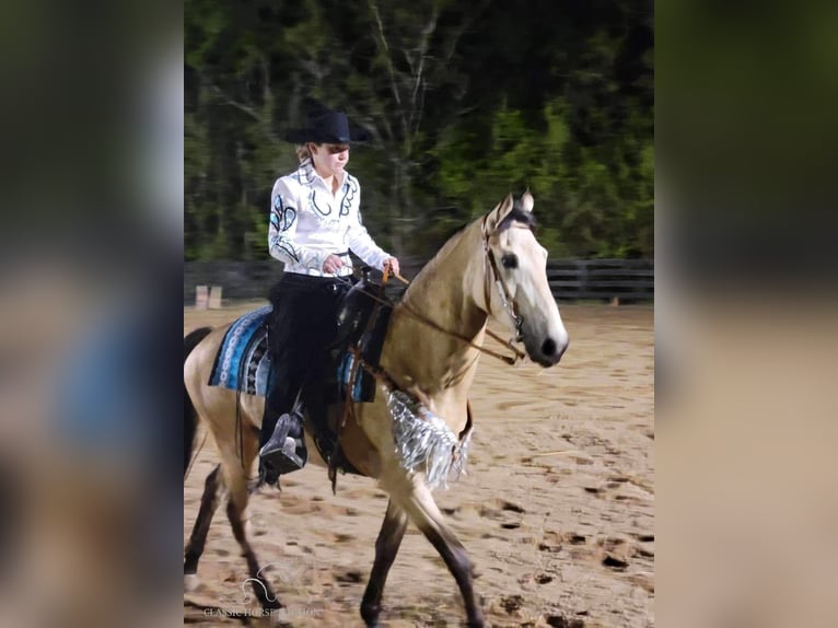 Tennessee Walking Horse Stute 2 Jahre 152 cm in Christiana, TN