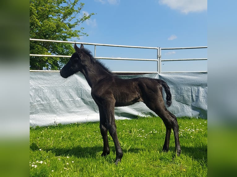 Tennessee Walking Horse Stute 2 Jahre 158 cm Rappe in Hille