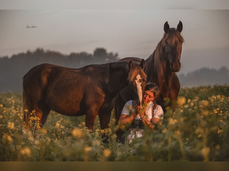 Tennessee Walking Horse Stute 2 Jahre Rappe in Engelschoff