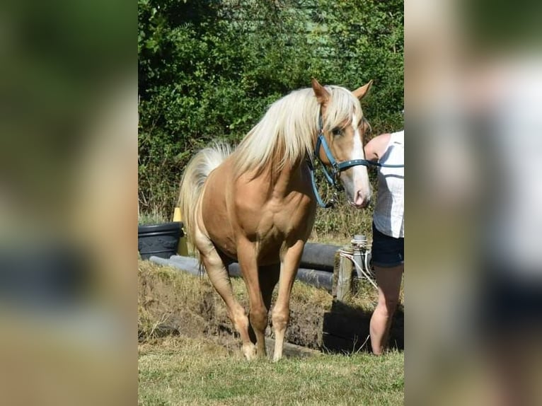 Tennessee Walking Horse Stute 4 Jahre 154 cm Palomino in Voerde