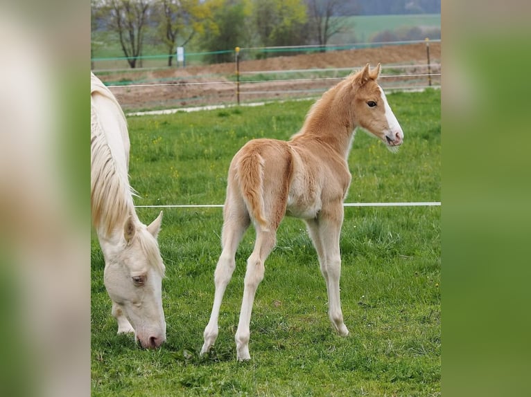 Tennessee Walking Horse Stute 4 Jahre 154 cm Palomino in Voerde