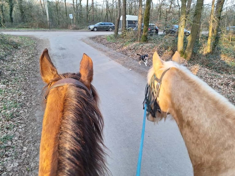 Tennessee Walking Horse Stute 4 Jahre 154 cm Palomino in Voerde