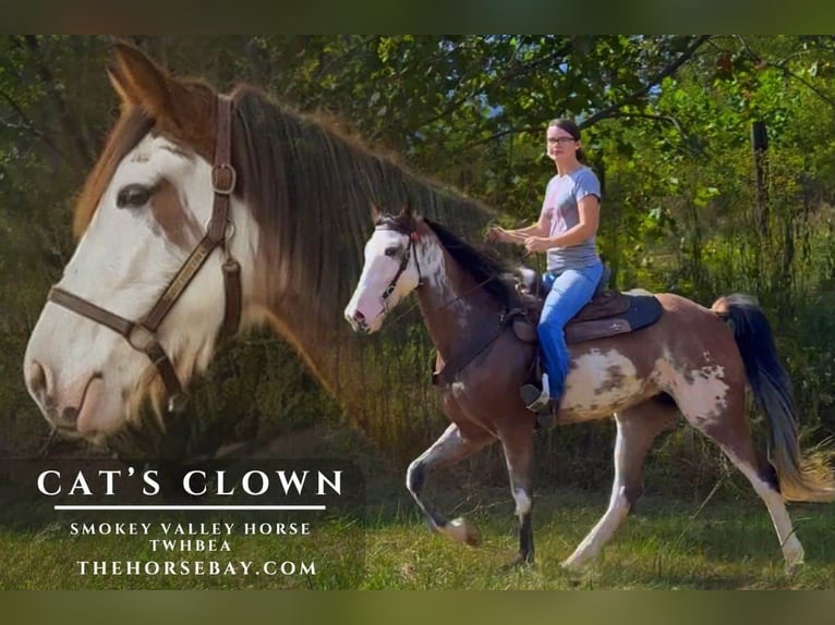 Tennessee Walking Horse Stute 4 Jahre 157 cm Sabino in Olive Hill, KY