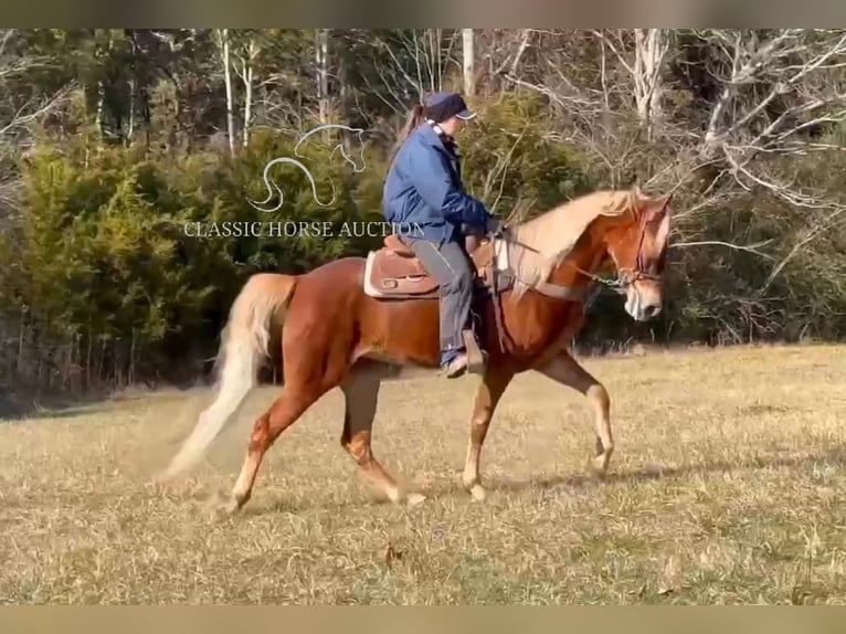 Tennessee Walking Horse Stute 4 Jahre 163 cm Rotfuchs in Lewisburg