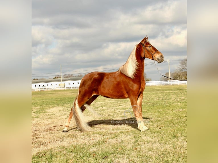 Tennessee Walking Horse Stute 4 Jahre 163 cm Rotfuchs in Lewisburg