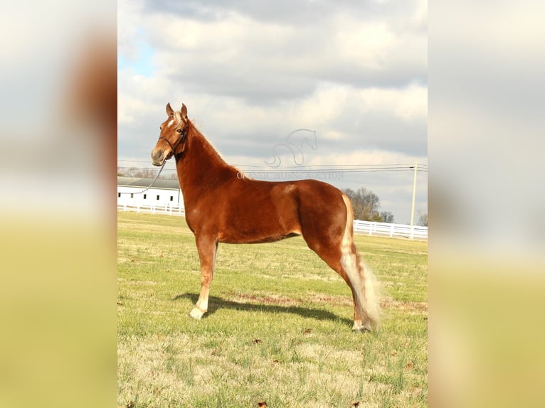 Tennessee Walking Horse Stute 4 Jahre 163 cm Rotfuchs in Lewisburg