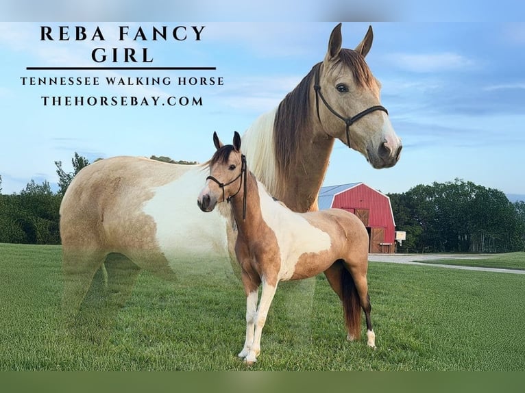 Tennessee Walking Horse Stute 5 Jahre 142 cm Buckskin in New Haven, KY