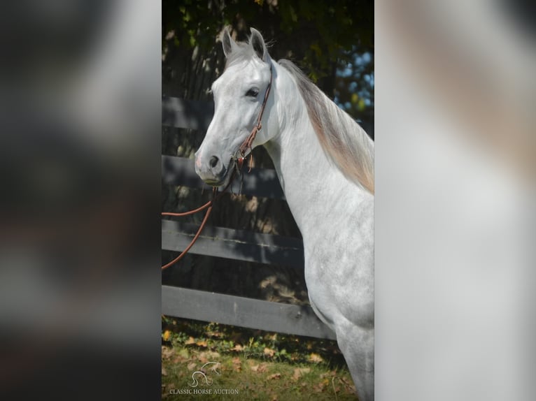 Tennessee Walking Horse Stute 5 Jahre 142 cm Schimmel in Hustonville, KY