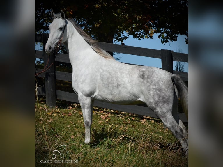 Tennessee Walking Horse Stute 5 Jahre 142 cm Schimmel in Hustonville, KY