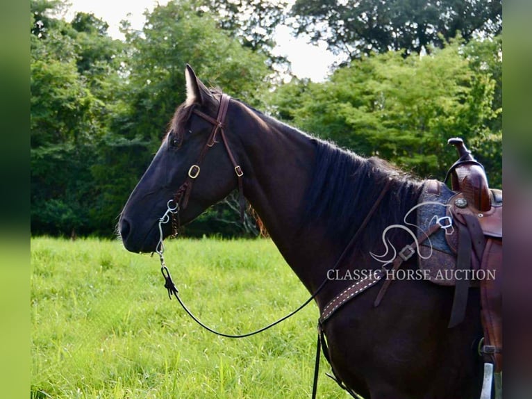 Tennessee Walking Horse Stute 5 Jahre 152 cm Rappe in Park Hills, MO