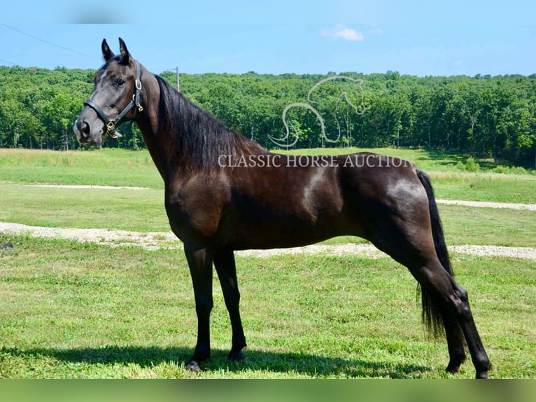 Tennessee Walking Horse Stute 5 Jahre 152 cm Rappe in Park Hills, MO