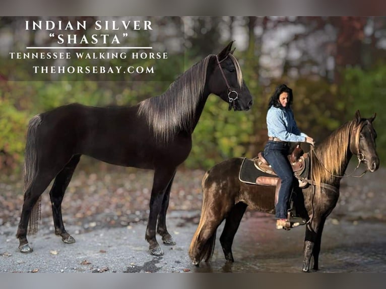 Tennessee Walking Horse Stute 5 Jahre 152 cm Rappe in Jeffersonville, KY