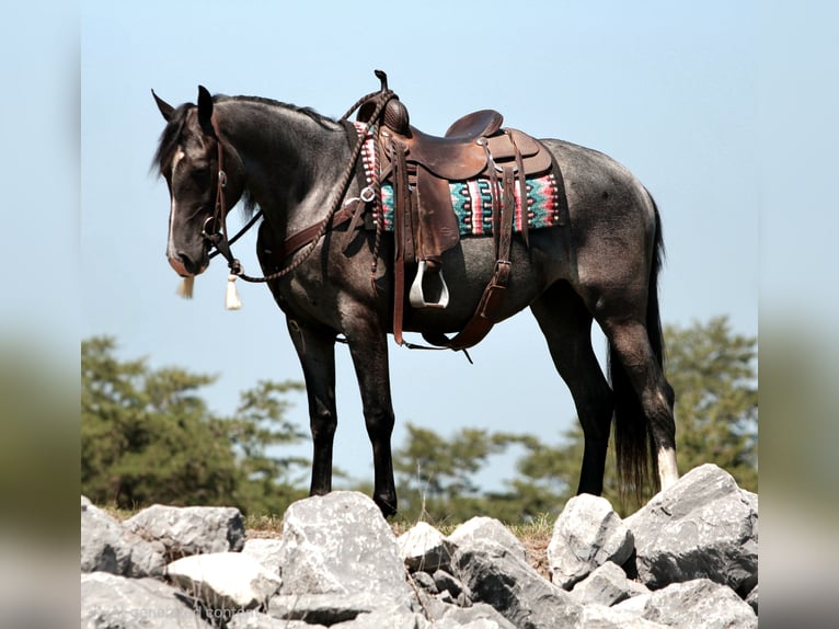 Tennessee Walking Horse Stute 5 Jahre 155 cm Roan-Blue in Rebersburg
