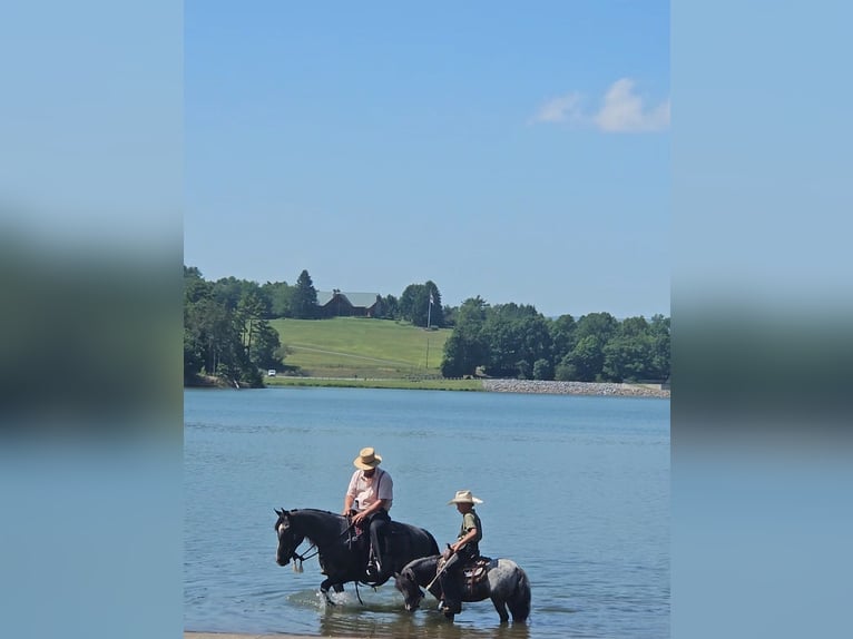Tennessee Walking Horse Stute 5 Jahre 155 cm Roan-Blue in Rebersburg