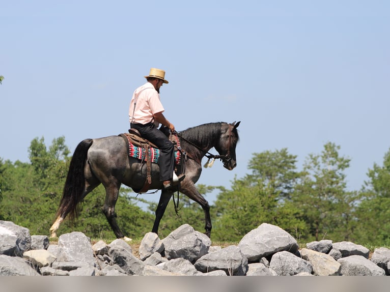Tennessee Walking Horse Stute 5 Jahre 155 cm Roan-Blue in Rebersburg