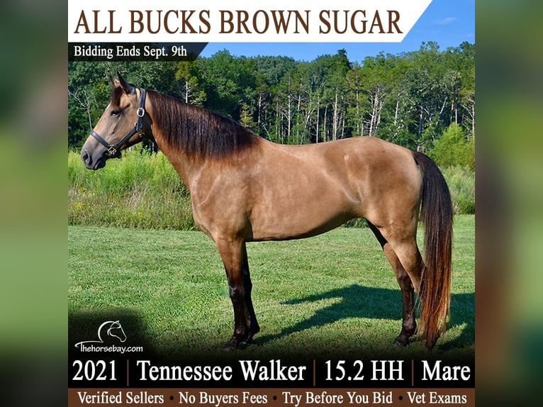 Tennessee Walking Horse Stute 5 Jahre 157 cm Buckskin in Park Hills, MO