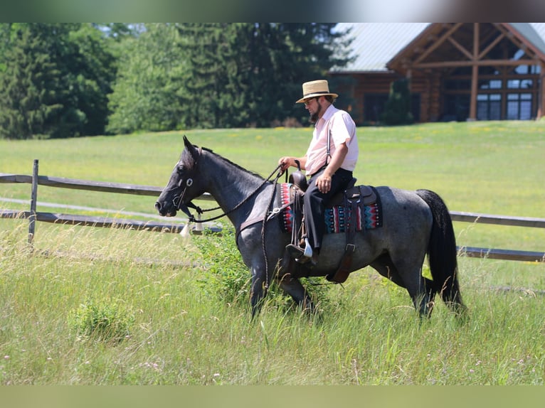 Tennessee Walking Horse Stute 5 Jahre Roan-Blue in Rebersburg