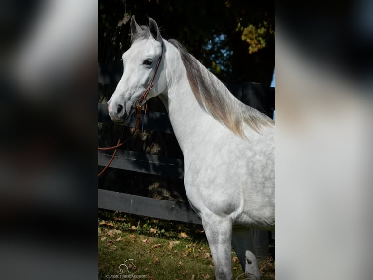 Tennessee Walking Horse Stute 6 Jahre 142 cm Schimmel in Hustonville, KY