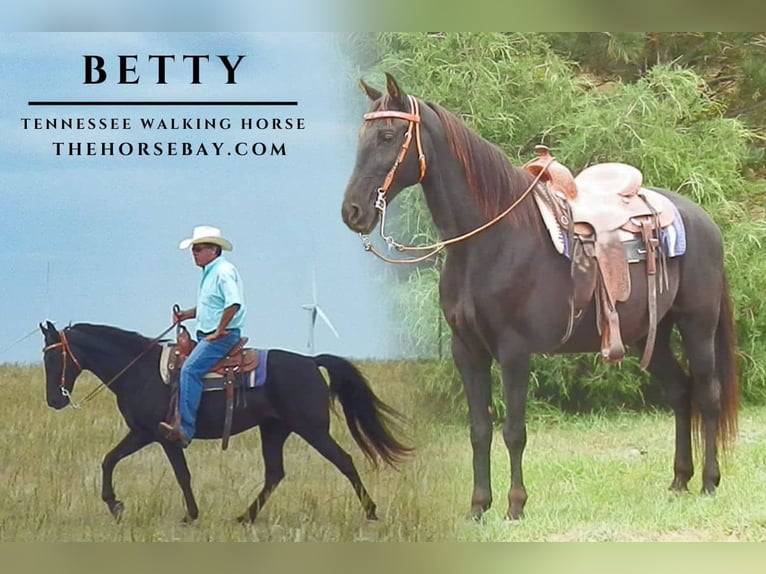 Tennessee Walking Horse Stute 6 Jahre 152 cm Rappe in Calhan, CO