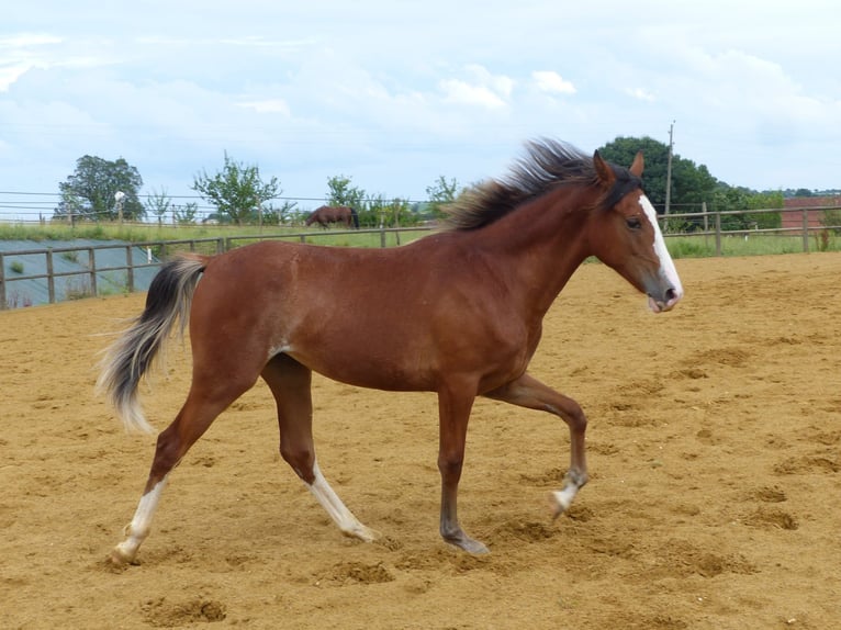 Tennessee Walking Horse Stute 6 Jahre 153 cm Sabino in Obernai