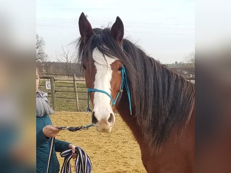 Tennessee Walking Horse Stute 6 Jahre 153 cm Sabino in Obernai