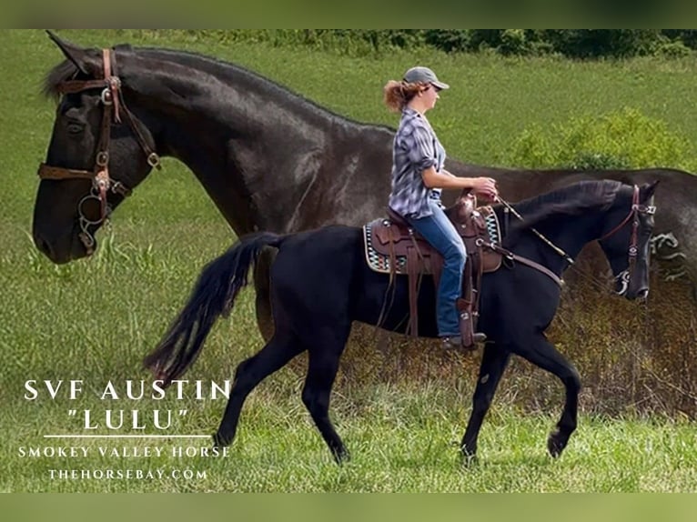 Tennessee Walking Horse Stute 6 Jahre 165 cm Rappe in Olive Hill, KY