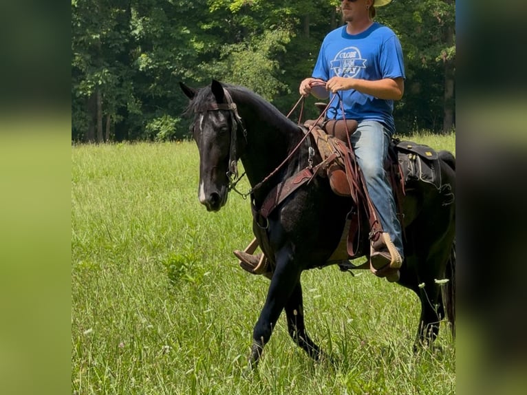 Tennessee Walking Horse Stute 6 Jahre Rappe in Olive Hill