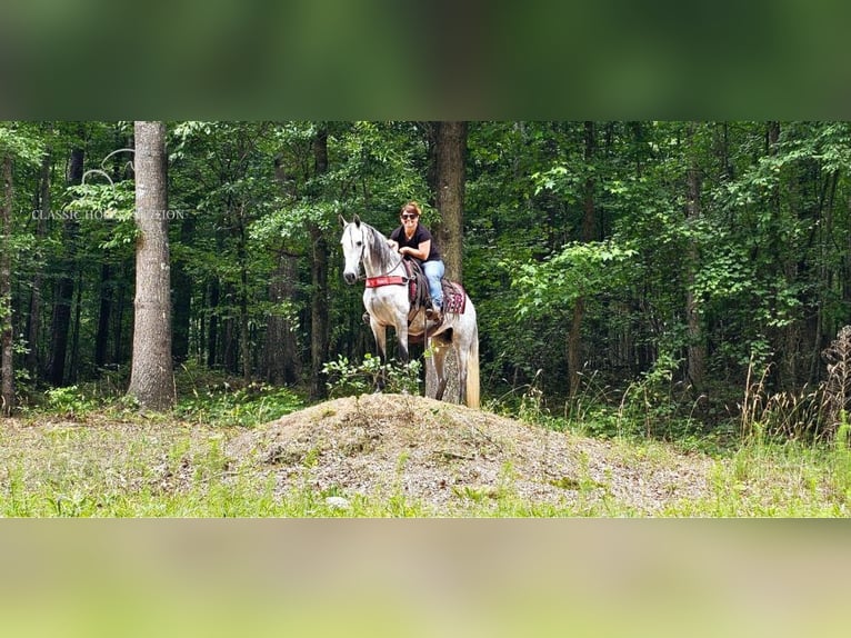 Tennessee Walking Horse Stute 7 Jahre 142 cm Schimmel in Gillsville, ga
