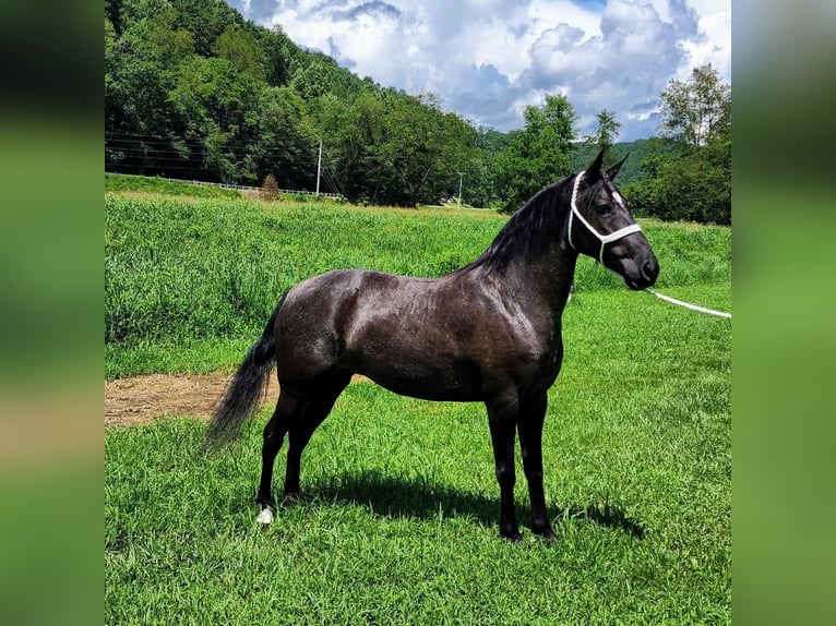 Tennessee Walking Horse Stute 7 Jahre 150 cm Schimmel in West Liberty Ky