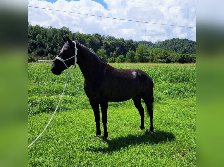 Tennessee Walking Horse Stute 7 Jahre 150 cm Schimmel in West Liberty Ky