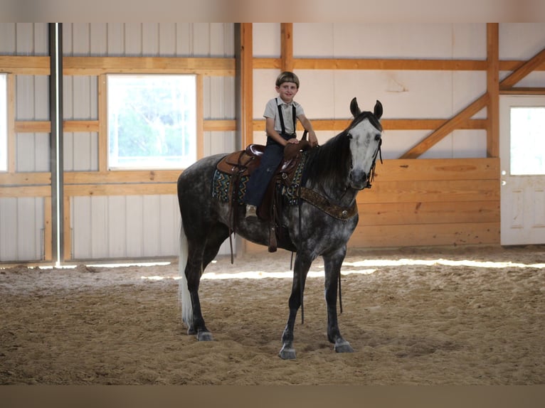 Tennessee Walking Horse Stute 7 Jahre 152 cm Schimmel in Sonora, KY