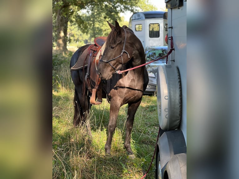 Tennessee Walking Horse Stute 7 Jahre 155 cm Rappe in Engelschoff