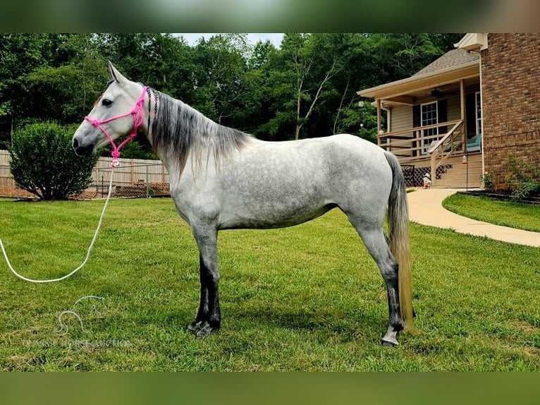 Tennessee Walking Horse Stute 8 Jahre 142 cm Schimmel in Gillsville, ga