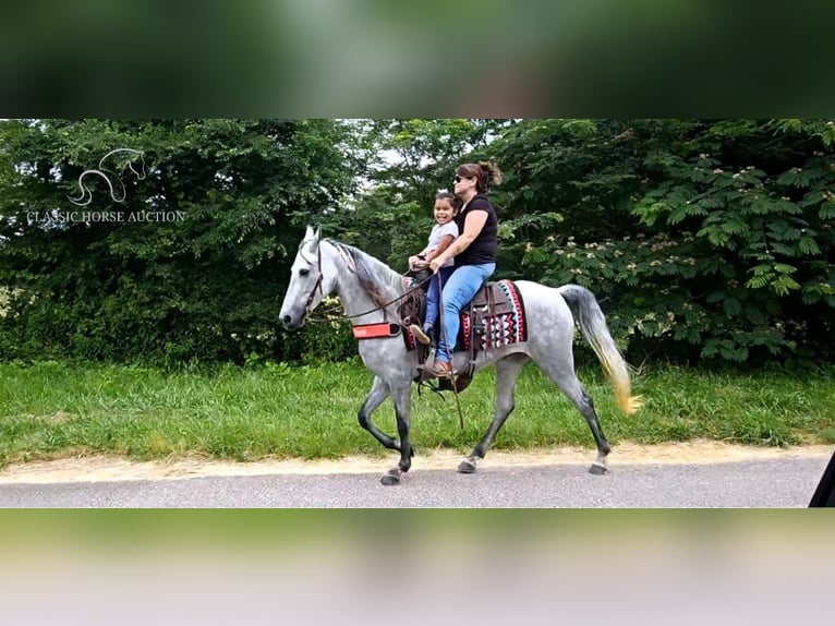 Tennessee Walking Horse Stute 8 Jahre 142 cm Schimmel in Gillsville, ga