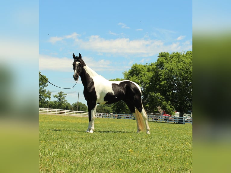 Tennessee Walking Horse Stute 8 Jahre 155 cm Tobiano-alle-Farben in Lewisburg