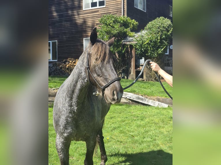 Tennessee Walking Horse Stute 8 Jahre 163 cm Rotfuchs in Poulsbo, Wa